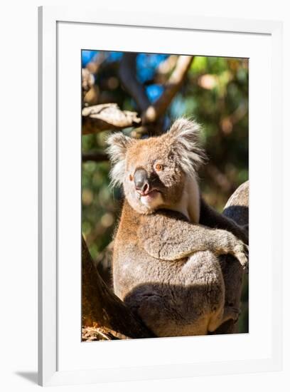 Wild Koala in the trees on Kangaroo Island. South Australia, Australia, Pacific-Andrew Michael-Framed Photographic Print