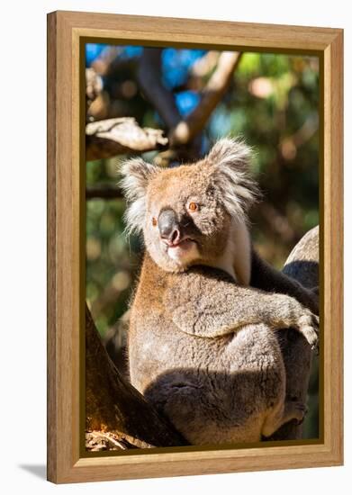 Wild Koala in the trees on Kangaroo Island. South Australia, Australia, Pacific-Andrew Michael-Framed Premier Image Canvas