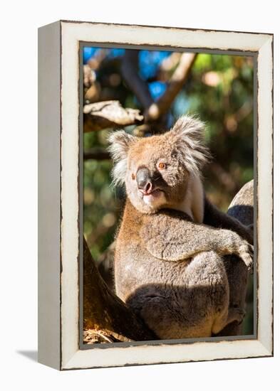 Wild Koala in the trees on Kangaroo Island. South Australia, Australia, Pacific-Andrew Michael-Framed Premier Image Canvas