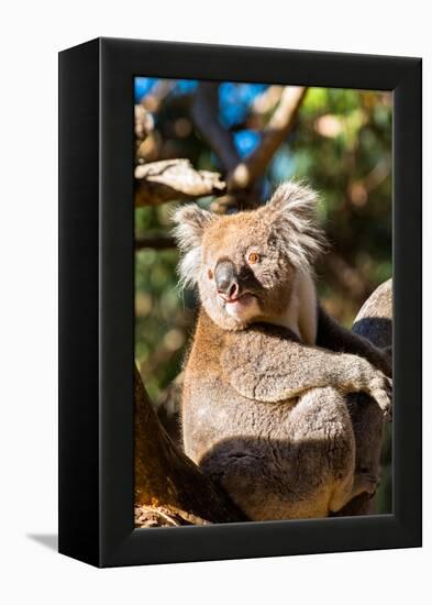 Wild Koala in the trees on Kangaroo Island. South Australia, Australia, Pacific-Andrew Michael-Framed Premier Image Canvas