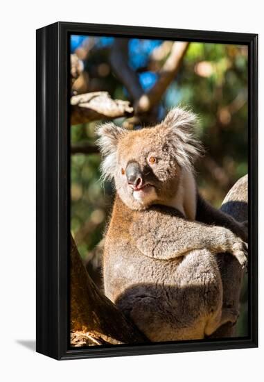 Wild Koala in the trees on Kangaroo Island. South Australia, Australia, Pacific-Andrew Michael-Framed Premier Image Canvas