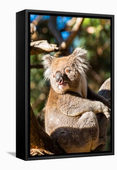 Wild Koala in the trees on Kangaroo Island. South Australia, Australia, Pacific-Andrew Michael-Framed Premier Image Canvas