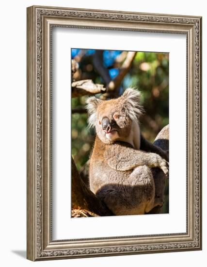 Wild Koala in the trees on Kangaroo Island. South Australia, Australia, Pacific-Andrew Michael-Framed Photographic Print