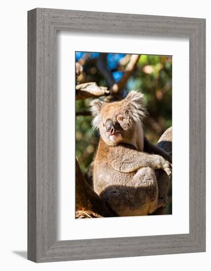 Wild Koala in the trees on Kangaroo Island. South Australia, Australia, Pacific-Andrew Michael-Framed Photographic Print