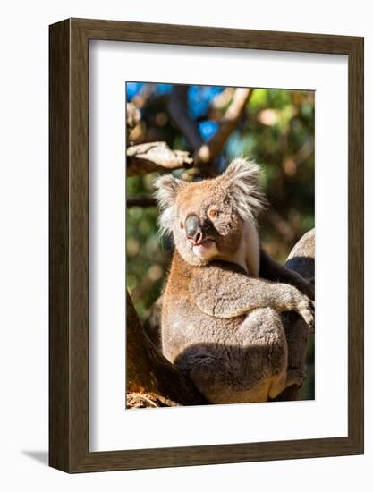 Wild Koala in the trees on Kangaroo Island. South Australia, Australia, Pacific-Andrew Michael-Framed Photographic Print