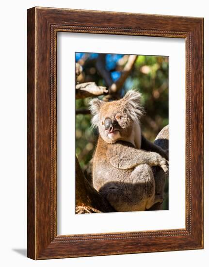 Wild Koala in the trees on Kangaroo Island. South Australia, Australia, Pacific-Andrew Michael-Framed Photographic Print