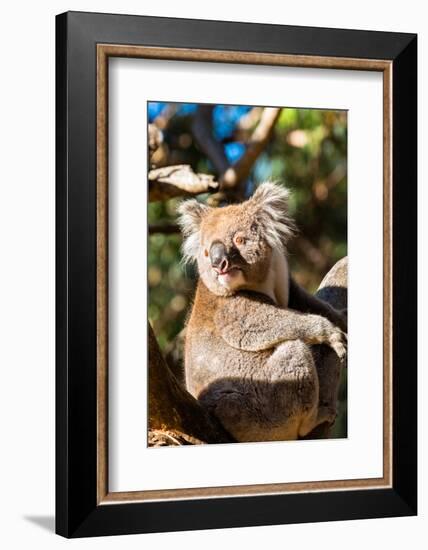 Wild Koala in the trees on Kangaroo Island. South Australia, Australia, Pacific-Andrew Michael-Framed Photographic Print