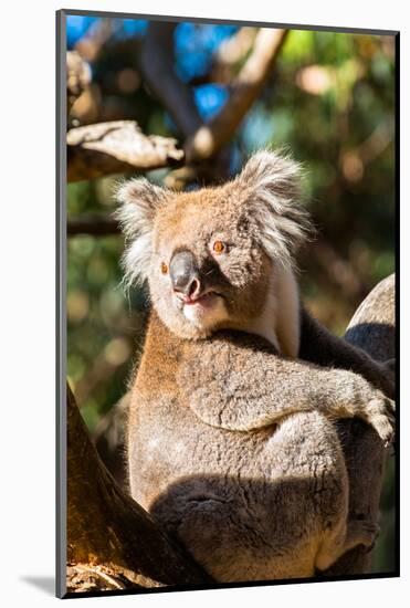 Wild Koala in the trees on Kangaroo Island. South Australia, Australia, Pacific-Andrew Michael-Mounted Photographic Print