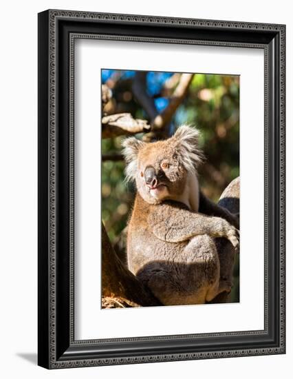 Wild Koala in the trees on Kangaroo Island. South Australia, Australia, Pacific-Andrew Michael-Framed Photographic Print