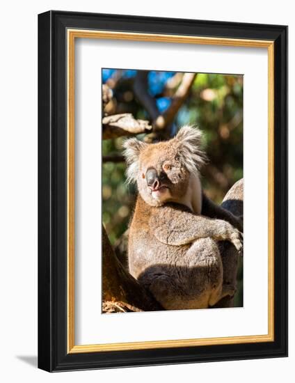 Wild Koala in the trees on Kangaroo Island. South Australia, Australia, Pacific-Andrew Michael-Framed Photographic Print