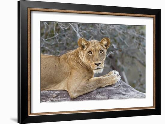 Wild Lioness Sitting On A Log Making Eye Contact With The Camera In Mana Pools, Zimbabwe-Karine Aigner-Framed Photographic Print