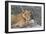 Wild Lioness Sitting On A Log Making Eye Contact With The Camera In Mana Pools, Zimbabwe-Karine Aigner-Framed Photographic Print