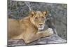 Wild Lioness Sitting On A Log Making Eye Contact With The Camera In Mana Pools, Zimbabwe-Karine Aigner-Mounted Photographic Print