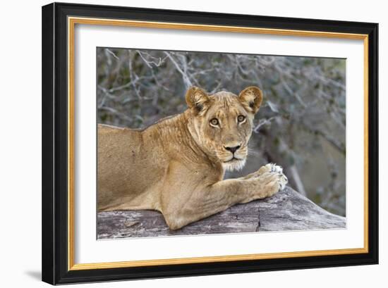 Wild Lioness Sitting On A Log Making Eye Contact With The Camera In Mana Pools, Zimbabwe-Karine Aigner-Framed Photographic Print