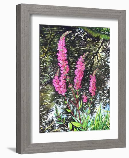 Wild Loosestrife-Christopher Ryland-Framed Giclee Print