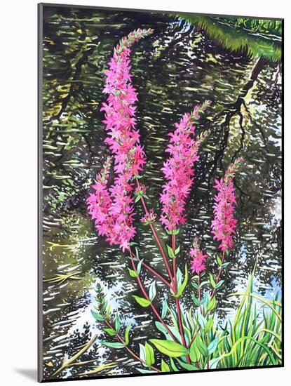 Wild Loosestrife-Christopher Ryland-Mounted Giclee Print