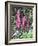 Wild Loosestrife-Christopher Ryland-Framed Giclee Print