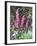 Wild Loosestrife-Christopher Ryland-Framed Giclee Print