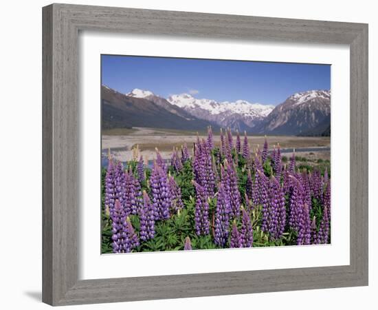 Wild Lupin Flowers (Lupinus) with Birdwood Mountains Behind, South Island, New Zealand-Gavin Hellier-Framed Photographic Print