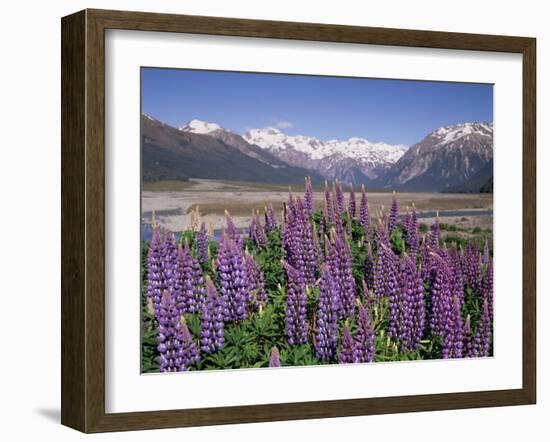 Wild Lupin Flowers (Lupinus) with Birdwood Mountains Behind, South Island, New Zealand-Gavin Hellier-Framed Photographic Print