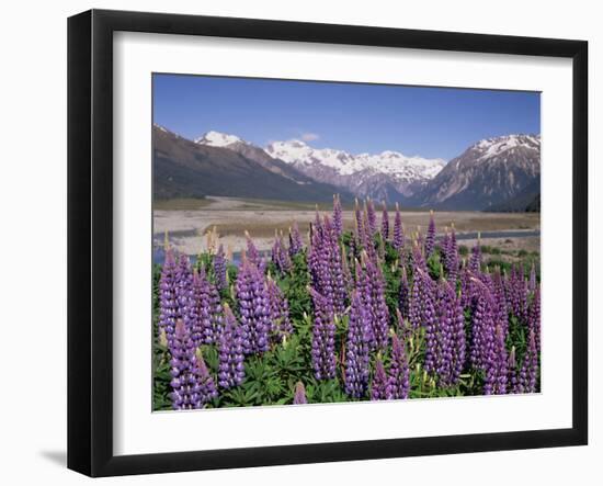 Wild Lupin Flowers (Lupinus) with Birdwood Mountains Behind, South Island, New Zealand-Gavin Hellier-Framed Photographic Print