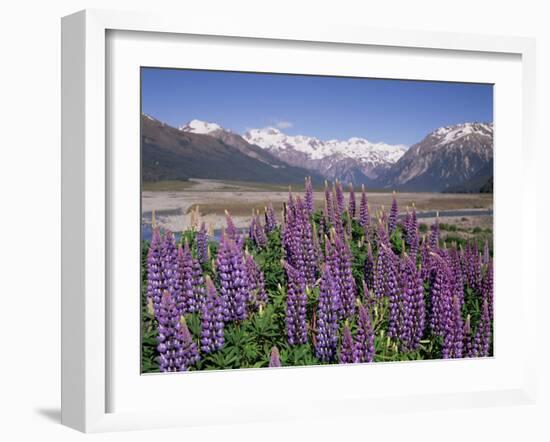 Wild Lupin Flowers (Lupinus) with Birdwood Mountains Behind, South Island, New Zealand-Gavin Hellier-Framed Photographic Print