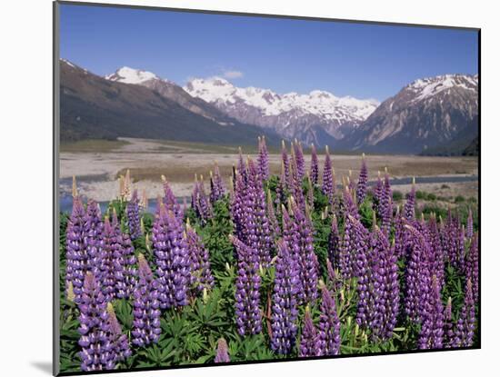 Wild Lupin Flowers (Lupinus) with Birdwood Mountains Behind, South Island, New Zealand-Gavin Hellier-Mounted Photographic Print