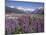 Wild Lupin Flowers (Lupinus) with Birdwood Mountains Behind, South Island, New Zealand-Gavin Hellier-Mounted Photographic Print