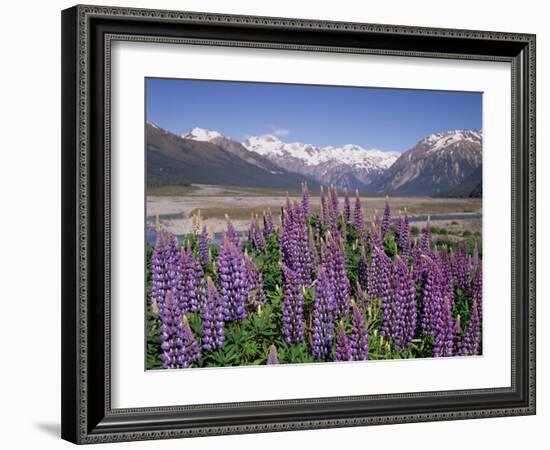 Wild Lupin Flowers (Lupinus) with Birdwood Mountains Behind, South Island, New Zealand-Gavin Hellier-Framed Photographic Print