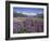 Wild Lupin Flowers (Lupinus) with Birdwood Mountains Behind, South Island, New Zealand-Gavin Hellier-Framed Photographic Print