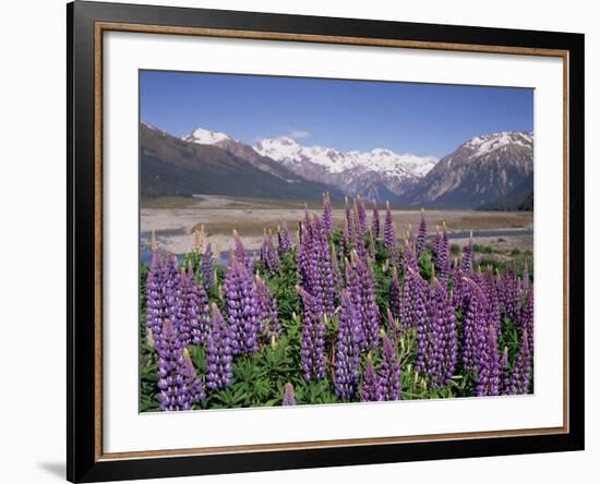 Wild Lupin Flowers (Lupinus) with Birdwood Mountains Behind, South Island, New Zealand-Gavin Hellier-Framed Photographic Print