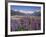 Wild Lupin Flowers (Lupinus) with Birdwood Mountains Behind, South Island, New Zealand-Gavin Hellier-Framed Photographic Print