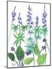 Wild Lupine-Beverly Dyer-Mounted Art Print