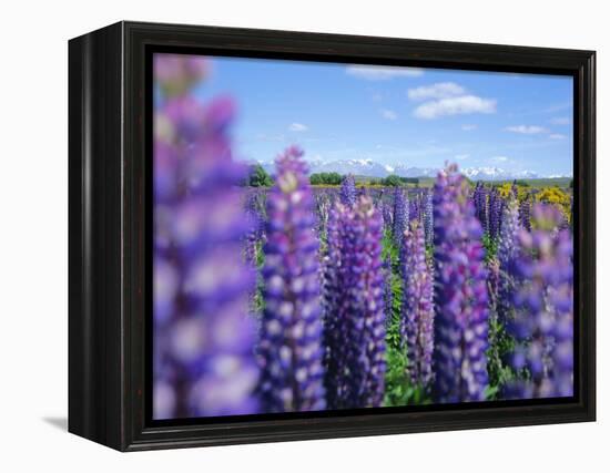 Wild Lupins in the Mt. Cook National Park, Canterbury, South Island, New Zealand-Neale Clarke-Framed Premier Image Canvas