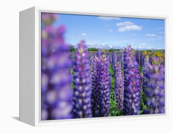 Wild Lupins in the Mt. Cook National Park, Canterbury, South Island, New Zealand-Neale Clarke-Framed Premier Image Canvas