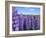 Wild Lupins in the Mt. Cook National Park, Canterbury, South Island, New Zealand-Neale Clarke-Framed Photographic Print