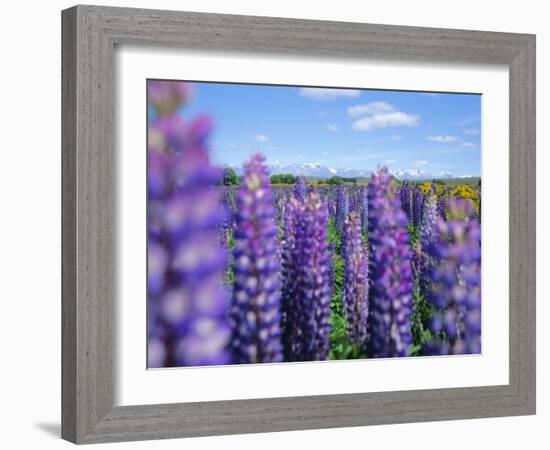 Wild Lupins in the Mt. Cook National Park, Canterbury, South Island, New Zealand-Neale Clarke-Framed Photographic Print