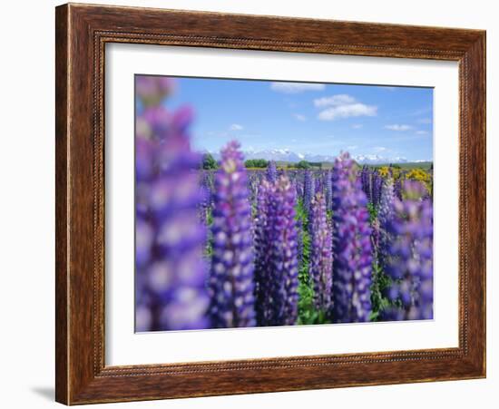 Wild Lupins in the Mt. Cook National Park, Canterbury, South Island, New Zealand-Neale Clarke-Framed Photographic Print