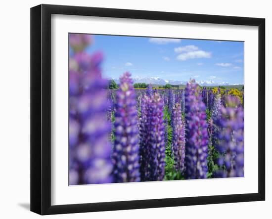 Wild Lupins in the Mt. Cook National Park, Canterbury, South Island, New Zealand-Neale Clarke-Framed Photographic Print