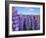 Wild Lupins in the Mt. Cook National Park, Canterbury, South Island, New Zealand-Neale Clarke-Framed Photographic Print