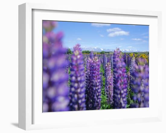 Wild Lupins in the Mt. Cook National Park, Canterbury, South Island, New Zealand-Neale Clarke-Framed Photographic Print