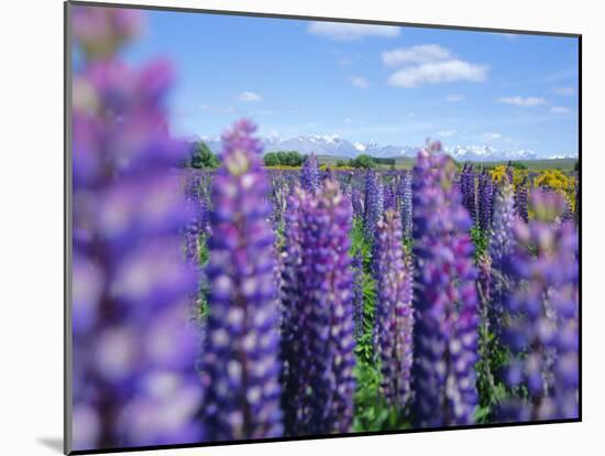 Wild Lupins in the Mt. Cook National Park, Canterbury, South Island, New Zealand-Neale Clarke-Mounted Photographic Print