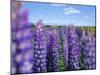 Wild Lupins in the Mt. Cook National Park, Canterbury, South Island, New Zealand-Neale Clarke-Mounted Photographic Print