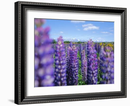 Wild Lupins in the Mt. Cook National Park, Canterbury, South Island, New Zealand-Neale Clarke-Framed Photographic Print