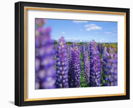 Wild Lupins in the Mt. Cook National Park, Canterbury, South Island, New Zealand-Neale Clarke-Framed Photographic Print