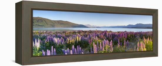 Wild Lupins, Lake Tekapo, Mackenzie Country, Canterbury, South Island, New Zealand-Doug Pearson-Framed Premier Image Canvas