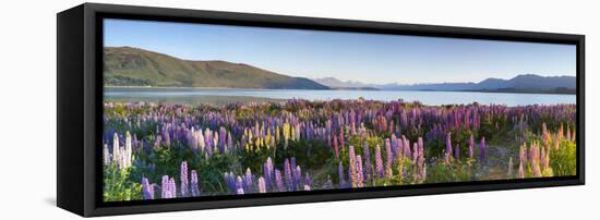 Wild Lupins, Lake Tekapo, Mackenzie Country, Canterbury, South Island, New Zealand-Doug Pearson-Framed Premier Image Canvas