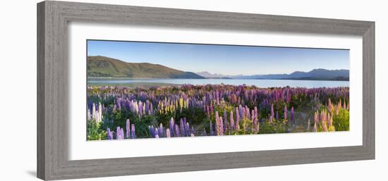Wild Lupins, Lake Tekapo, Mackenzie Country, Canterbury, South Island, New Zealand-Doug Pearson-Framed Photographic Print