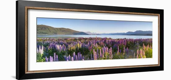 Wild Lupins, Lake Tekapo, Mackenzie Country, Canterbury, South Island, New Zealand-Doug Pearson-Framed Photographic Print