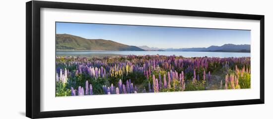 Wild Lupins, Lake Tekapo, Mackenzie Country, Canterbury, South Island, New Zealand-Doug Pearson-Framed Photographic Print